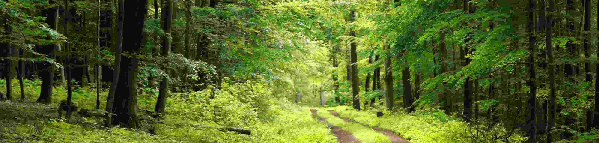 Waldweg
